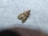 Eudonia mercurella